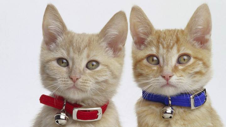 This Cats Are Twin